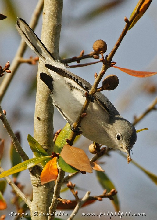 2009-01-04 16-34-39__MG_9974.JPG